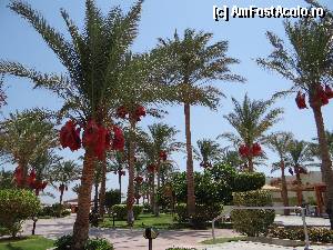 foto-vacanta la Palm Beach Resort