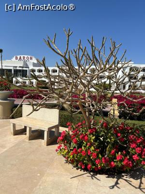 foto-vacanta la Baron Sharm Resort