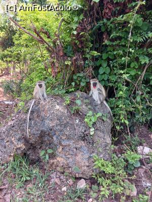 foto-vacanta la Vacanța în Kenya