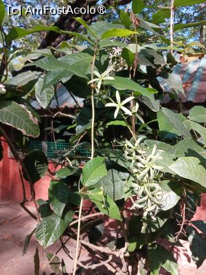 foto-vacanta la Vacanța în Kenya