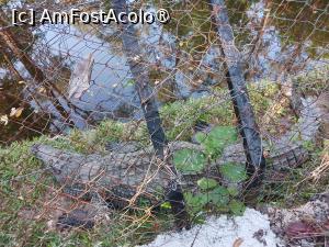 foto-vacanta la Vacanța în Kenya