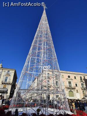 P18 [DEC-2025] Bradul din Piazza Universita