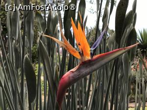P14 [APR-2022] Grădina botanică din Funchal