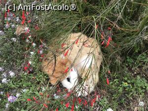 P07 [APR-2022] Grădina botanică din Funchal - pisicuţă frumoasă