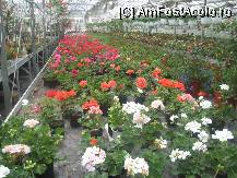 P25 [JUL-2010] si cand te gandesti ca ferma horticola n-are decat 10 angajati