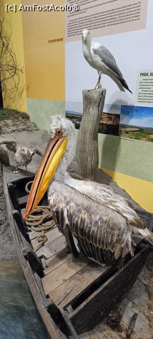 P10 [JUL-2025] Un pelican arțăgos.