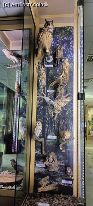 P12 [JUL-2025] Etajul 1 - vitrine cu păsări.