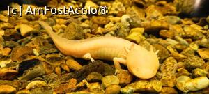 P31 [JUL-2025] Demisol - un axolotl.