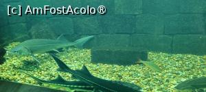P32 [JUL-2025] Demisol - acvariu.
