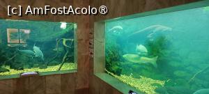 P33 [JUL-2025] Demisol - acvarii.
