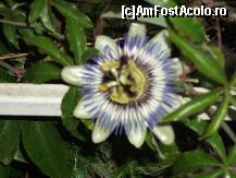 foto-vacanta la Pensiunea Passiflora