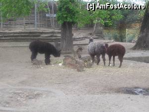 foto-vacanta la Zoo Budapesta