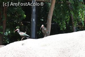 foto-vacanta la Zoo Budapesta