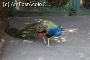 foto-vacanta la Zoo Budapesta