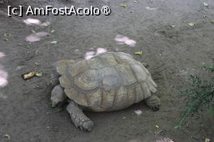 foto-vacanta la Zoo Budapesta