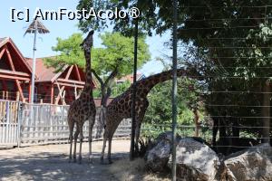 foto-vacanta la Zoo Budapesta