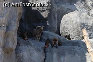 foto-vacanta la Zoo Budapesta