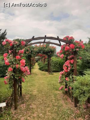 P44 [JUN-2025] Prin Rosarium