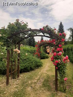 P45 [JUN-2025] Prin Rosarium