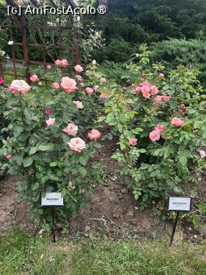 foto-vacanta la La pas prin Gradina Botanică