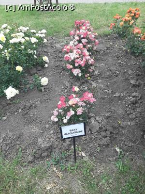 foto-vacanta la La pas prin Gradina Botanică