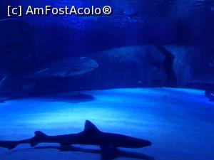 foto-vacanta la Antalya Aquarium