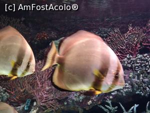 foto-vacanta la Antalya Aquarium