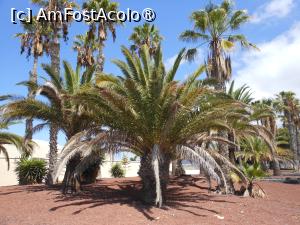 foto-vacanta la [Alte] 'Opționale' prin Tenerife