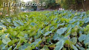 foto-vacanta la President SPA Hotel [Băile Felix]