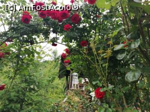 foto-vacanta la Pensiunea Căsuța cu Trandafiri 1 & 2