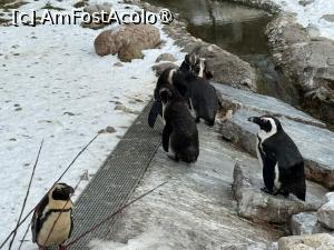 P43 [JAN-2026] Grădina Zoologică din Salzburg