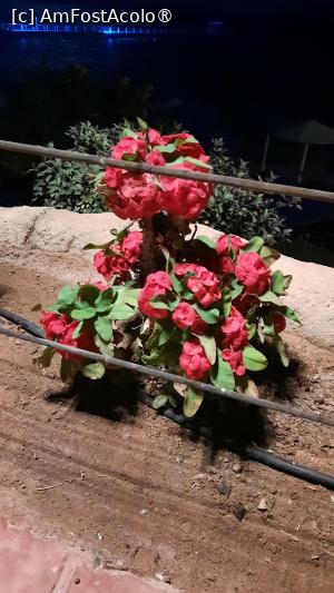 foto-vacanta la Albatros Palace Sharm Resort