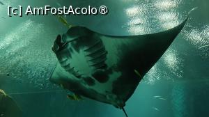 foto-vacanta la SeaWorld Abu Dhabi