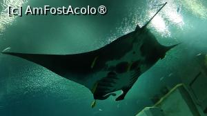 foto-vacanta la SeaWorld Abu Dhabi