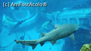 foto-vacanta la SeaWorld Abu Dhabi