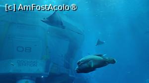 foto-vacanta la SeaWorld Abu Dhabi