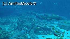 foto-vacanta la SeaWorld Abu Dhabi