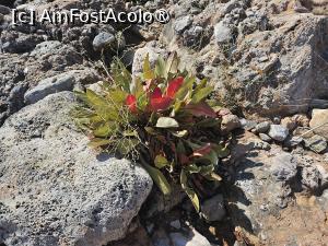 foto-vacanta la Nikole's Villas [Tyros]