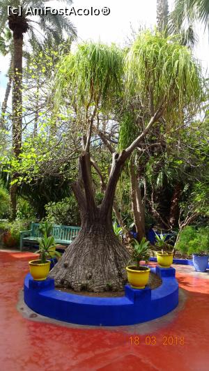 P13 [MAR-2018] Loc de relaxare, Gradina Majorelle