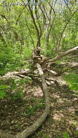 P09 [NOV-2025] am dat și de maimuțe