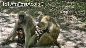 P36 [NOV-2025] o familie frumoasă