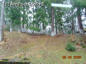 P35 [FEB-2026] padurea de brazi